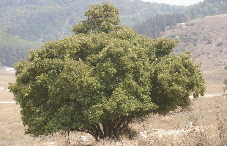 styrax-tree